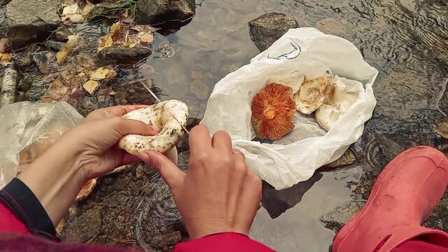 Closeup of female hands cleaning fresh large milk mushrooms saffron milk caps with a knife in a stream or small river in the countryside in autumn.