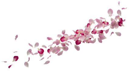 Scattered Rose Petals on White Surface