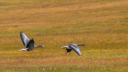 A flock of wild geese flying over the bright autumn tundra of the Yamal Peninsula. For...