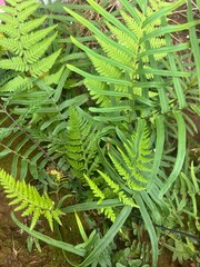 Les paysages de l'île de Mayotte , green fern leaves