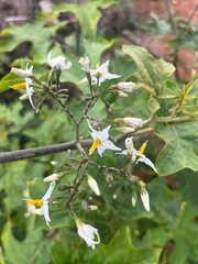 Faune et flore de l'&icirc;le de Mayotte