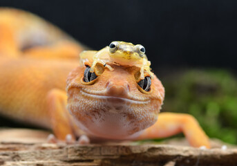 A leopard gecko smiles affectionately as a small golden frog perches on its head.