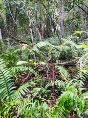 Les paysages de l'île de Mayotte , fern in the forest