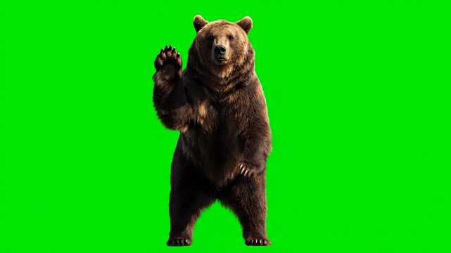 Brown Bear Waving on Green Screen - A brown bear stands upright and waves its right paw. The bear is set against a bright green background, making it suitable for chroma keying or compositing.