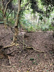 Faune et flore de l'île de Mayotte tree in the forest