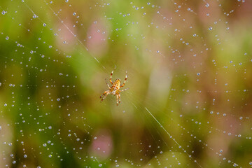 Spider on web with dew