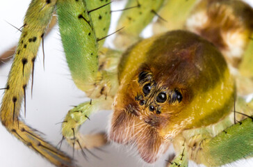 green, hairy spider hunter on a mammillaria cactus. close-up. spider portrait with eyes. extreme close-up. screensaver. cute green spider. 8 eyes