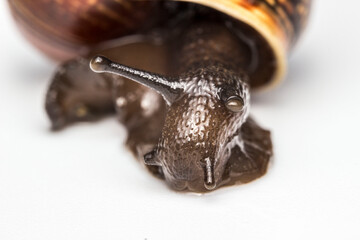 a snail on a white background. a colorful macro photo of an insect. a close-up. design material. free space.