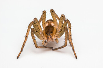 spider hunter close-up on a white background. colorful macro photography. design material. beautiful and cute spider.
