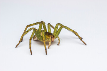 spider hunter close-up on a white background. colorful macro photography. design material. beautiful and cute spider.