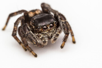jumping spider. close-up. portrait of a spider with eyes. extreme close-up. screensaver. cute and kind spider. 8 eyes.