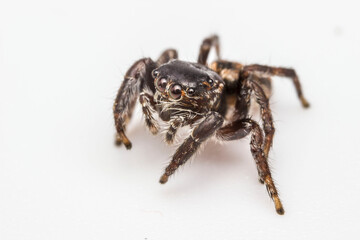 Jumping spider in a defensive position on a white background. Close-up. Screensaver. Warlike spider. 8 eyes. Hairy jumping spider.