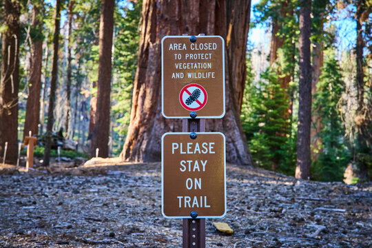 Trail of 100 Giants Sign Sequoia Trees and Forest Floor in Sequoia National Forest