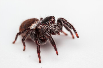 Jumping spider in a defensive position on a white background. Close-up. Screensaver. Warlike spider. 8 eyes. Hairy jumping spider.
