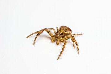 swamp spider crab close-up on a white background. colorful macro photo. design material. beautiful and cute spider.