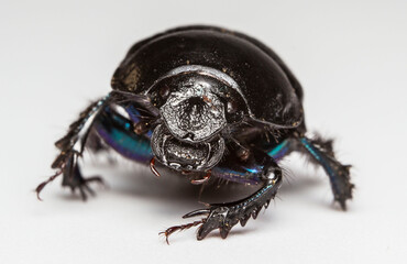 dung beetle. scarab on a light background. colorful macro photo of an insect. close-up. design material. free space.