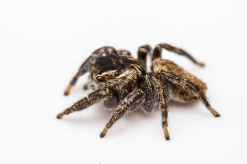 Himalayan jumping spider close-up on a white background. colorful macro photo. design material. beautiful and cute spider.