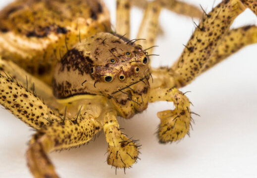 smiling spider. close-up. spider portrait with eyes. extreme close-up. screensaver. cute and kind spider. 8 eyes.