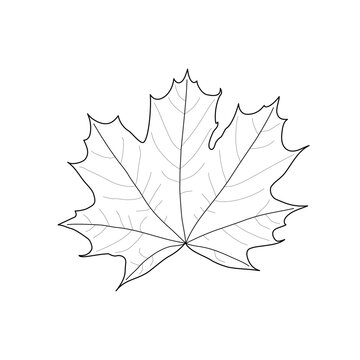 Isolated black outline maple leaf on white background. Black line maple leaf