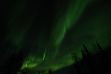 Aurora Borealis, the mystical night lights of the far north Boreal Forest