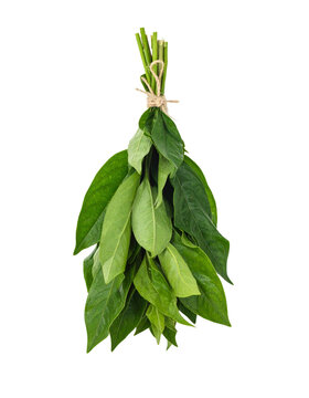 Bunch of Guasca Herbs Isolated Green Plant on Transparent Backdrop