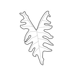 Black outline leaf of alocasia tandurusa. Isolated black line exotic leaf of alocasia jacklyn on white background