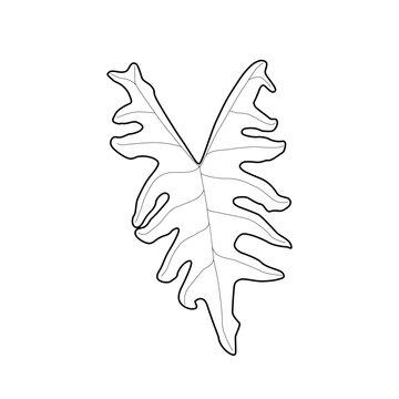 Black outline leaf of alocasia tandurusa. Isolated black line exotic leaf of alocasia jacklyn on white background