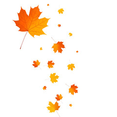 Fototapeta premium Vibrant orange maple leaves gracefully falling against a stark black background symbolizing autumn s beauty and transition