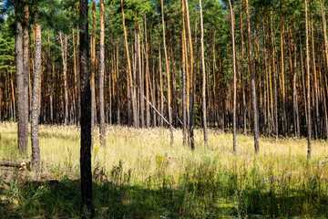 Pine forest with tall thin trunks and dry grass on the ground. Natural landscape photography in daylight. Forest and nature environment concept for design, poster, and wallpaper