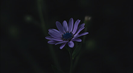 Vivid Petals in Evening Light