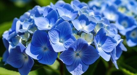 Vibrant cluster of blue hydrangea flowers