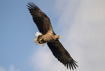 Obraz premium White tailed eagle flying with the sky in the background, close up