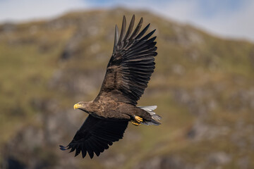 White tailed eagle flying, close up