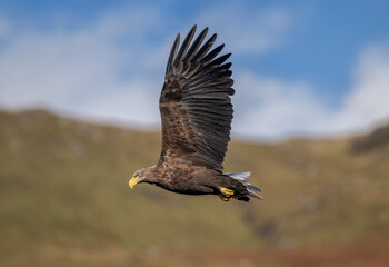 White tailed eagle flying, close up