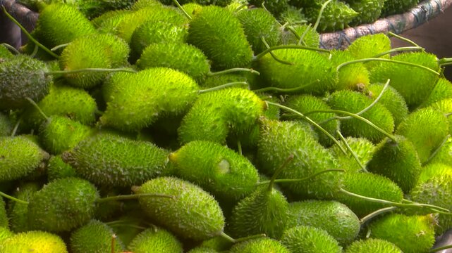 Fresh Green Spiny Gourd Harvest