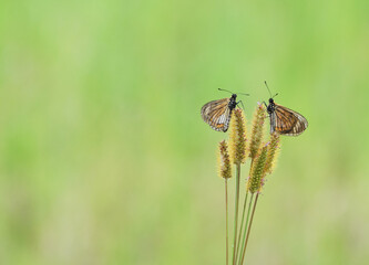 A pair of acraea issoria butterflies perched on a wildflower, very visible against the soft, plain green background.