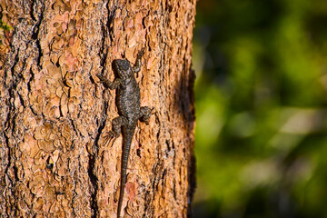 Lizard Climbing Tree Bark in Sunlight Close Up in California Forest