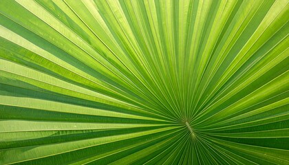 Obraz premium Close-up of vibrant green palm frond, radiating lines