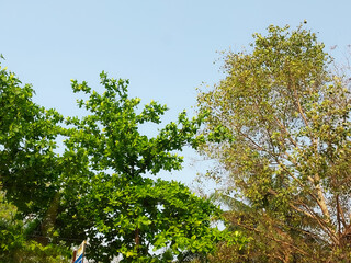 green tree against blue sky background, nature photography, natural wallpaper 