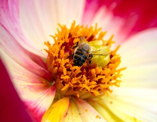 A close-up shot of a bee pollinating a vibrant flower in a garden