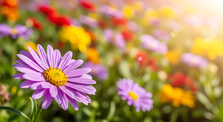 Obraz premium Vivid Petals in Evening Light