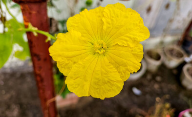 Closeup of yellow flower blooming in garden, nature photography, gardening wallpaper 