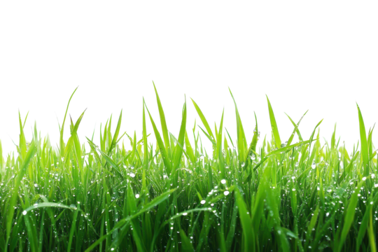 Fresh patch of grass with morning dew captured in sunlight highlighting each droplet and blade, showcasing vibrant green hues in the early light of dawn