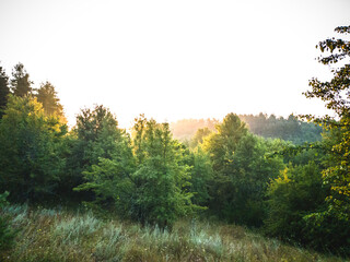 At dawn the forest spread out over the hills, disappearing into the fog on the horizon.