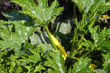 Yellow courgette (zucchini) plant with yellow fruits. Dutch garden, October, Netherlands. 