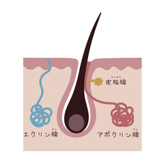 汗腺の構造を示す美容イラスト