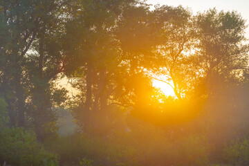 autumn forest glade covered by red dry leaves in light of sparkle sun