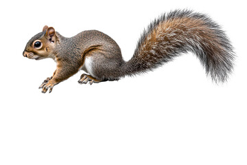 Obraz premium Squirrel attentively perched on a textured branch in a natural setting during daylight hours