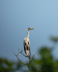 Grey Heron on a Branch Against Soft Sky and Forest Background