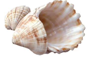 Open shell isolate on transparent background showcasing intricate patterns and textures, highlighting natural beauty found in coastal environments